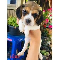 ราคา บีเกิ้ล (360842552)