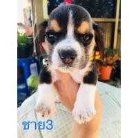 ราคา บีเกิ้ล (360842540)