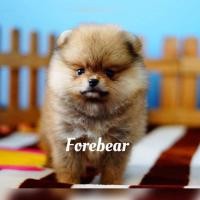 ราคา ปอมแท้หน้าหมี (360842081)