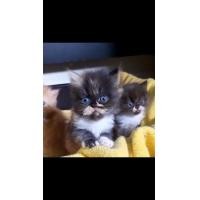 ราคา น้องแมวเปอร์เซียผสมเอ็กโซติค (360839184)