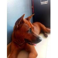 ราคา ขายไทยหลังอาน เพศเมีย อายุ1ปีกว่าๆ ฮีท2พึ่งผ่านไป (360841180)