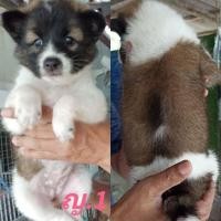 ราคา บางแก้ว (360840238)