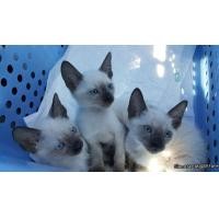 ราคา (ลูกแมววิเชียรมาศ Siamese Cat) แมวมงคลไทยโบราณสายพันธุ์ไทยวิเชียรมาศ (จดทะเบียนพาณิชย์) (360830435)