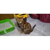 ราคา แมงเบงกอล เพศผู้ (360830275)