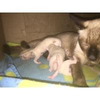 ราคา แมววิเชียรมาศ (360831300)