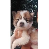 ราคา บางแก้วแท้ (360837823)