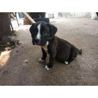 ราคา บูลลี่สแตนดาร์ดครับ (360833962)