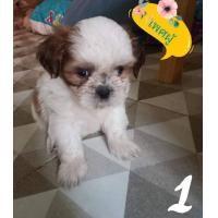 ราคา ชิสุพุดเดิ้ล (360834815)