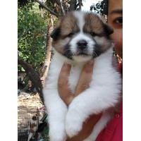 ราคา บางแก้วแท้ ขนดีมีใบเพ็ดค่ะ (360832213)