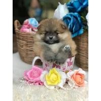 ราคา ฟาร์มปอม ปอมหน้าหมี ทีคัพ ขายปอมแท้ขนแน่น สุขภาพดี (360831976)