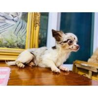 ราคา ลดราคาชิวาว่าขนยาว 6 เดือน เด็กชาย (360832153)