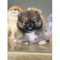 ราคา ฟาร์มปอม ปอมหน้าหมี ทีคัพ ขายปอมแท้ขนแน่น สุขภาพดี (360831918)