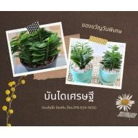 ราคา ไม้มงคล นำโชค การเงิน การงาน ฟอกอากาศ (มือหนึ่ง) (360842251)