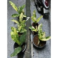 ราคา เศรษฐีวิลสันด่าง (มือหนึ่ง) (360835866)