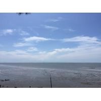 ราคา ขายที่ดินติดทะเลดอนหอยหลอด(ถมแล้ว) (มือหนึ่ง) (340671352)