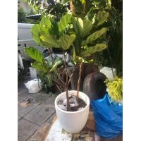 ราคา ต้นไทรใบสักปลุกคู่ขายพร้อมกระถาง (มือหนึ่ง) (359787358)