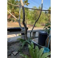 ราคา ลีลาวดีต้น (มือสอง) (360338382)