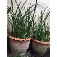 ราคา ต้นงาช้าง แยกปลูกได้หลายต้น ช่วยฟอกอากาศ รักษาสิวฝ้าจุดด่างดำบนใบหน้า บริการส่งฟรีในเขตนนทบุรี (มือหนึ่ง) (356083885)