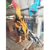 ราคา ไก่เหลืองหางขาว (360843077)