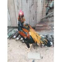 ราคา ไก่เหลืองหางขาว (360843045)
