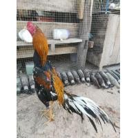 ราคา ไก่เหลืองหางขาว (360843006)