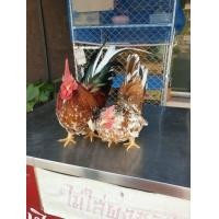 ราคา ไก่แจ้สีสามสีเยอรมันขาสั้น 1 คู่ (360841556)