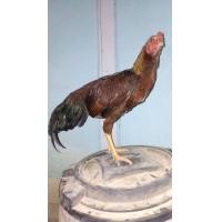 ราคา ไก่ชน พม่า (360840874)