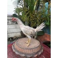 ราคา ลูกไก่เยียร์จักริน 100 (360839925)