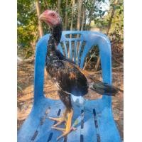 ราคา ไก่เหลืองหางขาว (360839280)