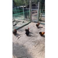 ราคา ขายมินิโคชิน ซิลกี่ โชเกิล (360838976)