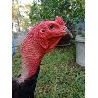 ราคา แบ่งไก่ชนหนุ่มพม่าง่อน (360831171)