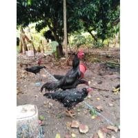 ราคา ก๋อยง่อน (360830739)