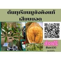 ราคา ต้นทุเรียนมูซังคิง ชุด200ต้น ต้นละ100 ส่งฟรี เสียบยอด สายพันธุ์แท้ เนื้อสวยหวานมัน (มือหนึ่ง) (360839055)