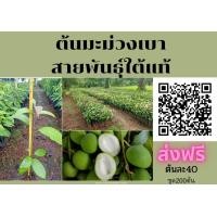 ราคา ต้นมะม่วงเบา ชุด200ต้น ต้นละ40 ส่งฟรี เสียบยอด สายพันธุ์แท้ เนื้อกรอบ ลูกดก (มือหนึ่ง) (360839073)