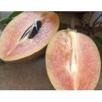 ราคา ละมุดกระสวยมาเลย์ (มือหนึ่ง) (360843264)