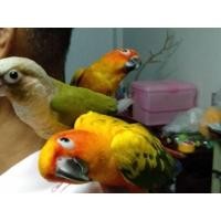 ราคา นวดซันคอนัวร์พูดได้ (360828767)