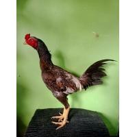 ราคา ไก่พม่าลูกเหนือ เบอร์แข้งชุดพี่ จัดจ้านมีผลงาน วัดดวง 2.6-2.7 10เดือน พ่อแม่ชุดพี่มีผลงาน (360823622)
