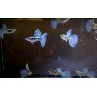 ราคา ปลา​หางนกยูง​คัด​เกรด​(บลู​กราส)​ (360822872)