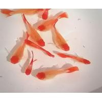 ราคา ปลา​หางนกยูง​คัด​เกรด​(อัลบิ​โค่ย)​ (360822829)