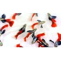 ราคา ปลา​หางนกยูง​คัด​เกรด​ หูช้าง​เรด​เทล​ (360822545)