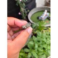 ราคา รูปหล่อโบราณพระพุทธ (มือสอง) (360827632)