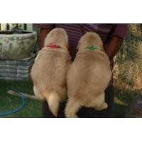 ราคา โกเด้น​รีทีฟเวอร์​ (360826983)