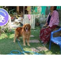 ราคา พ่อพันธุ์​โกลเด้น​ (360826930)