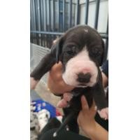 ราคา เกรทเดน หมา (360826764)