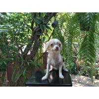 ราคา ชิวาวาขนยาว (360821802)