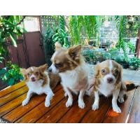 ราคา ชิวาวาขนยาว (360821749)