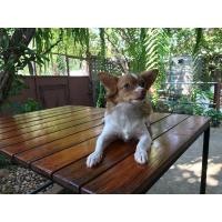 ราคา ชิวาวาขนยาว (360821686)