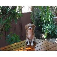 ราคา ชิวาวาขนยาว (360821630)