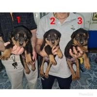 ราคา ลูกร็อตไวเลอร์เลือด 100 (ผู้) ชุดที่ 10 จาก kankarnclub มีจัดส่งทั่วประเทศ กันย์เจ้าเก่าครับ (360819372)