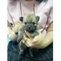 ราคา เปิดจองลูกปอมแท้ (360818465)